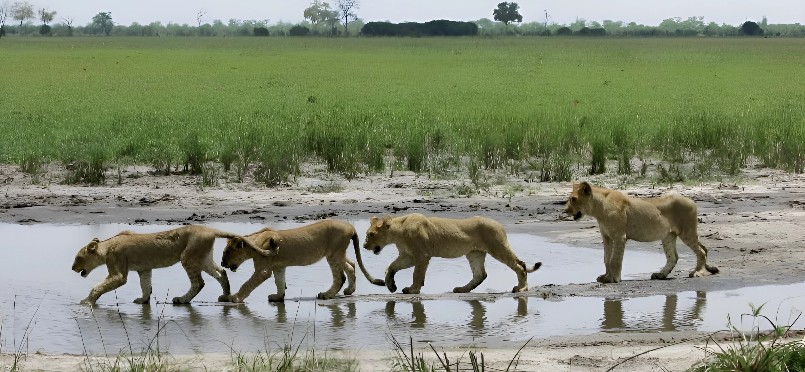 2 Lion Family