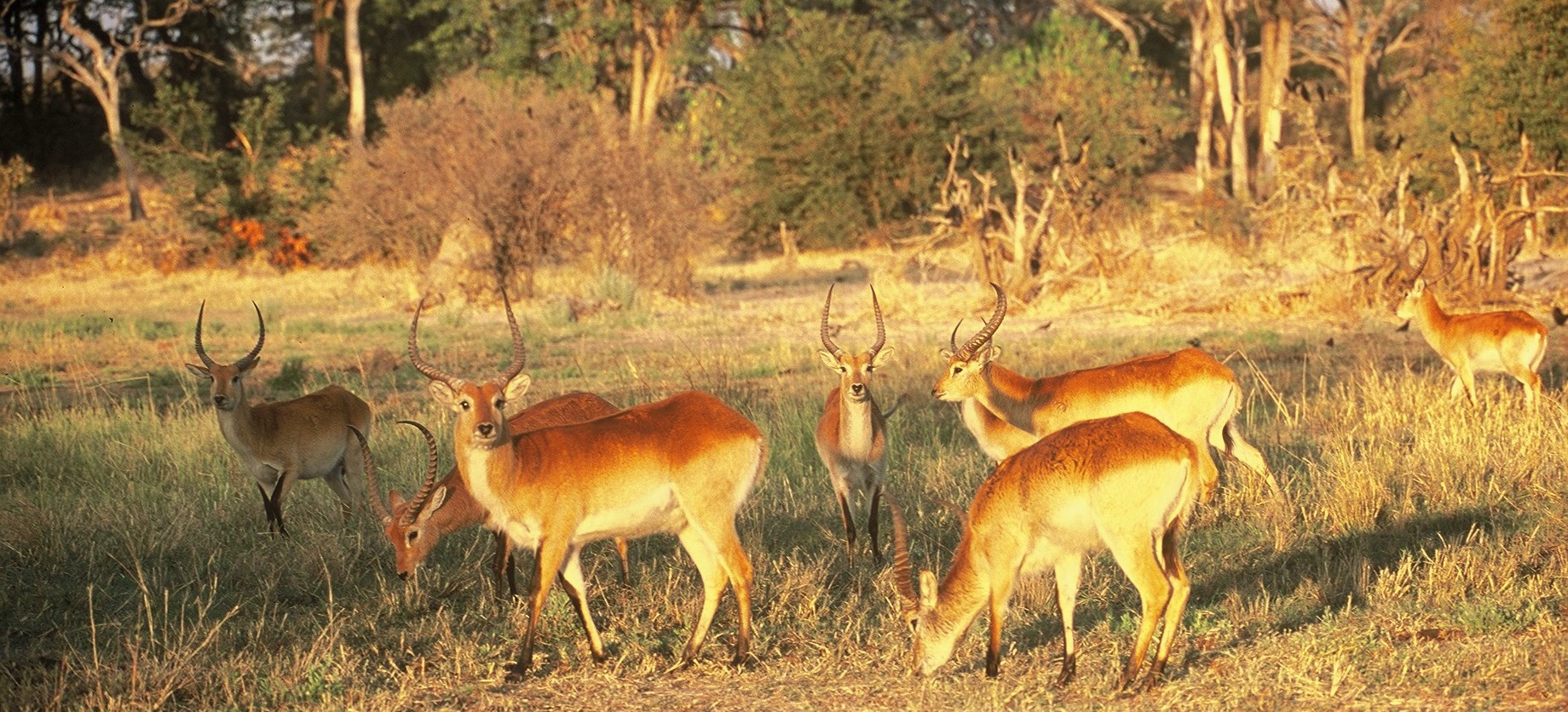 3 Letchwe
