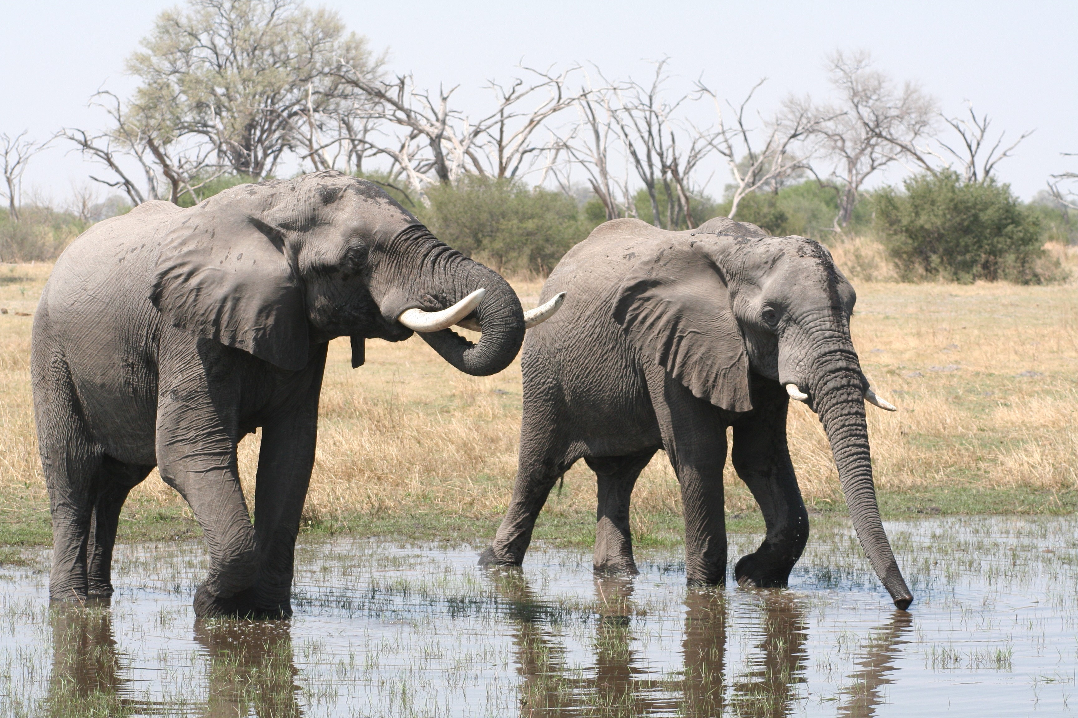 Elephant Drinking