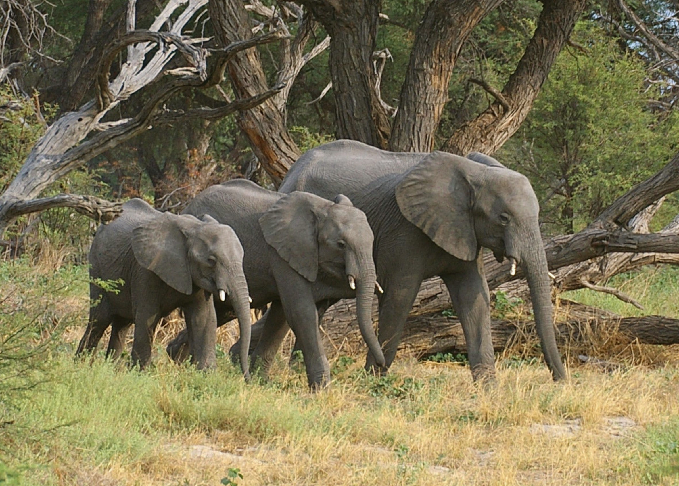 Elephants 3 (2)