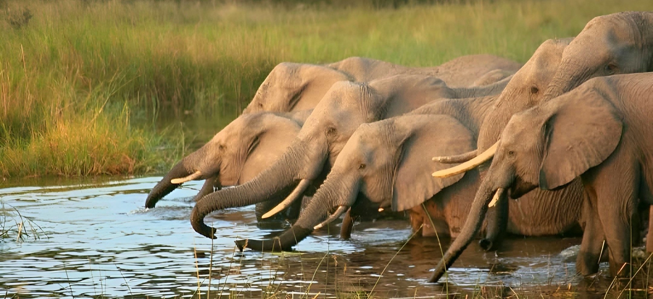 Ellies Drinking