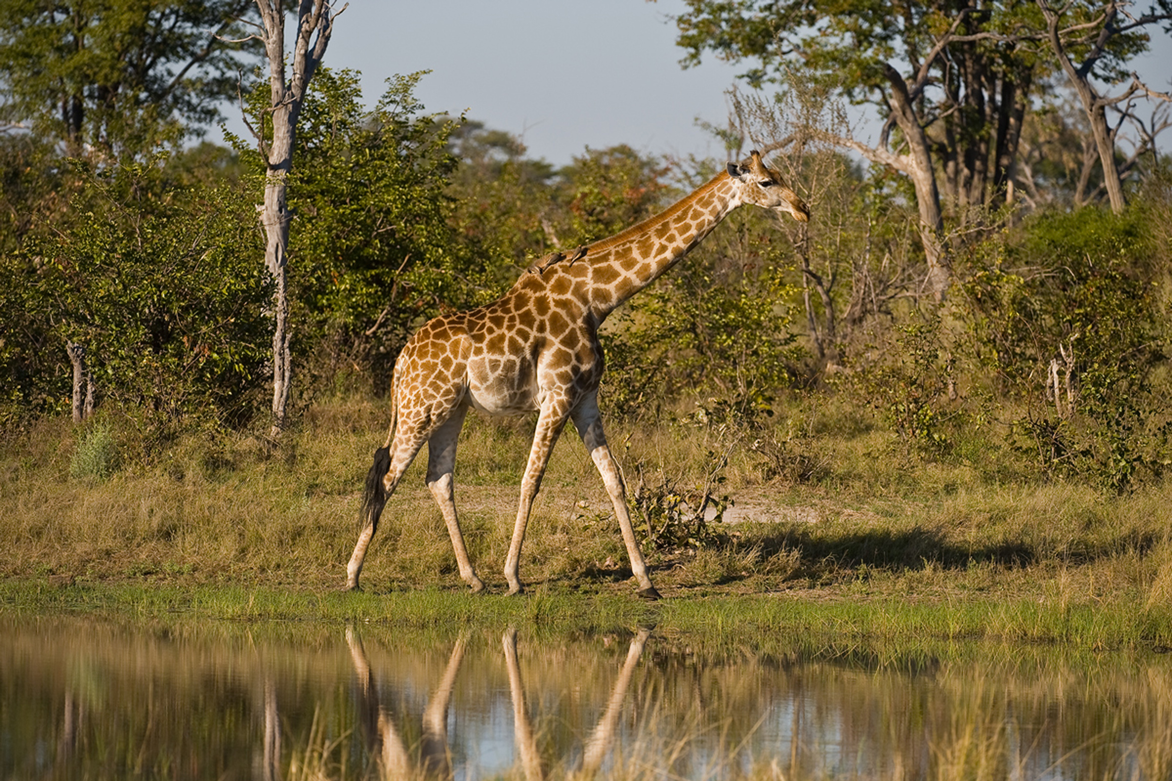 Giraffe 3