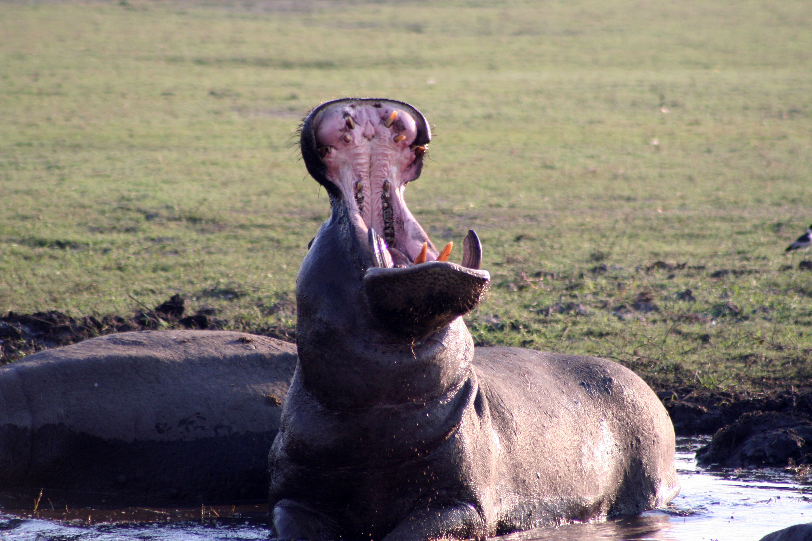 Hippo 2
