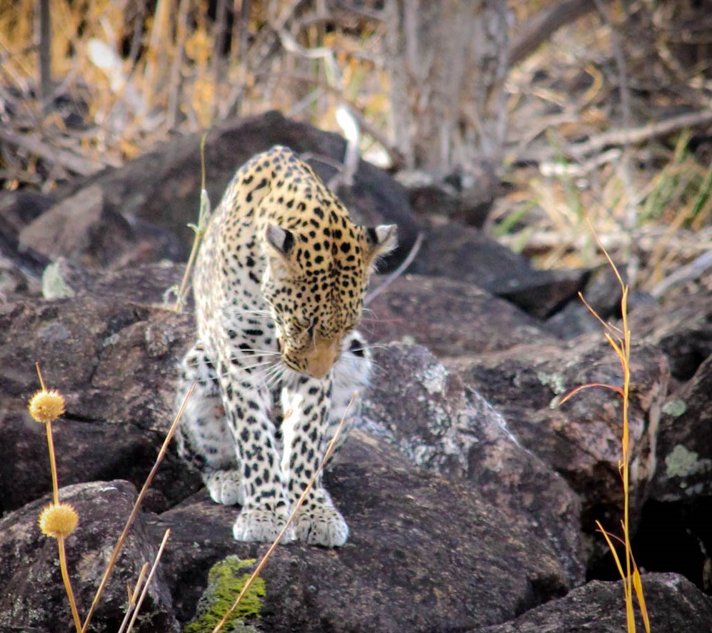 Leopard savuti (2)