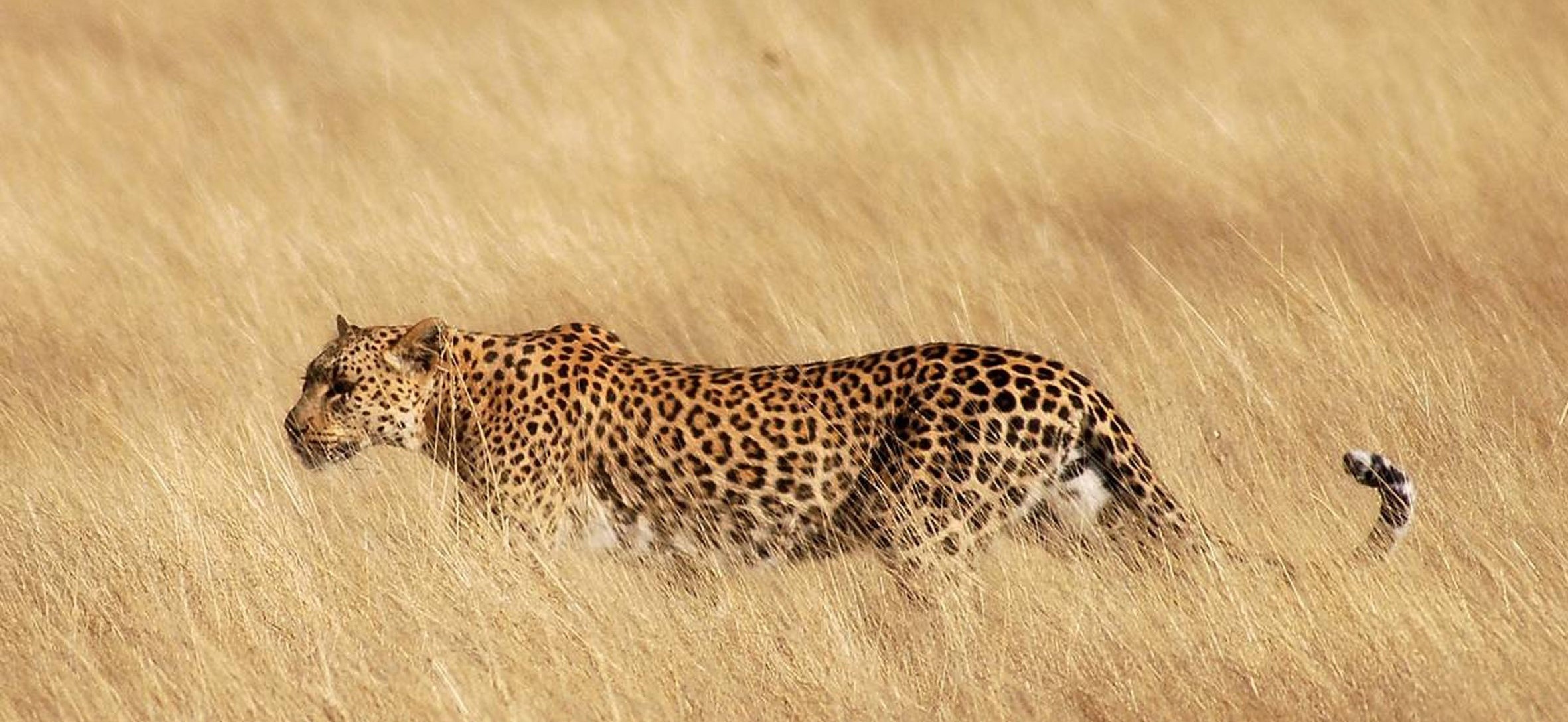 Leopard