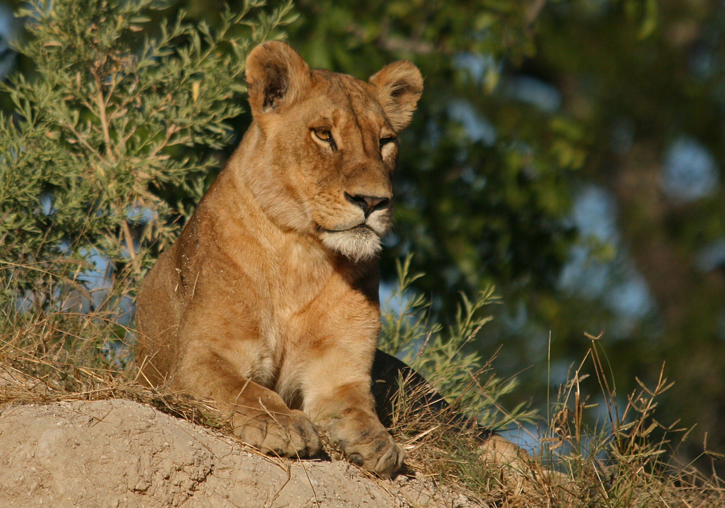 Lioness