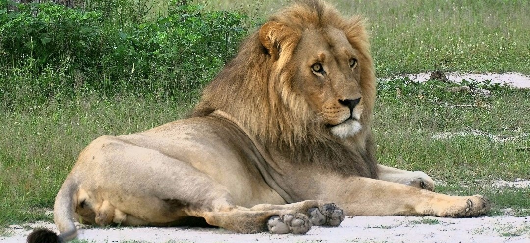 Male Lion