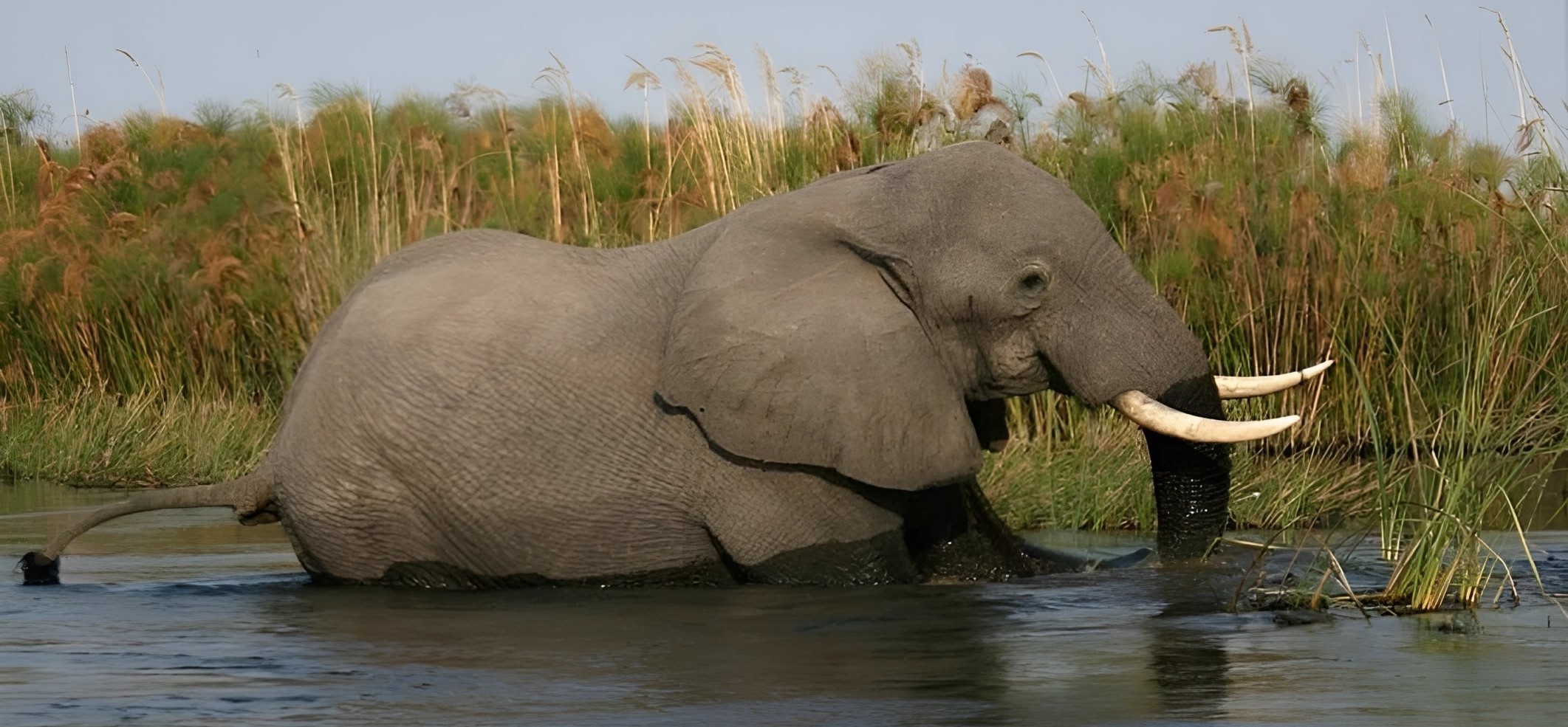 Okavango Ellie