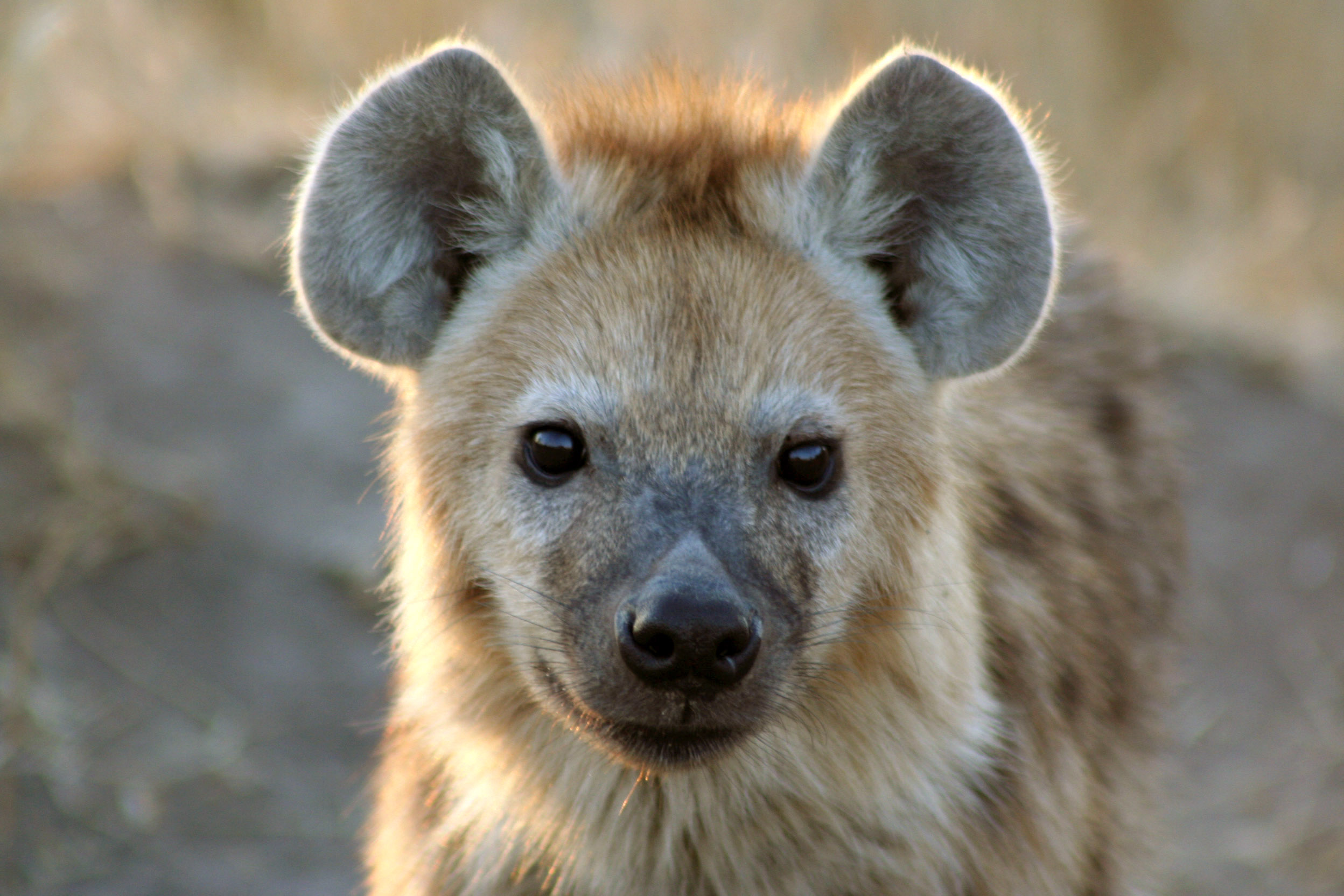 Spotted Hyena