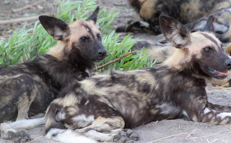 Wild dogs savuti (2)