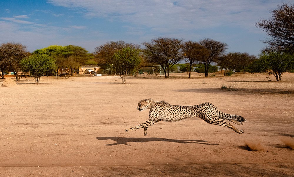 Cheetah progect Namibia