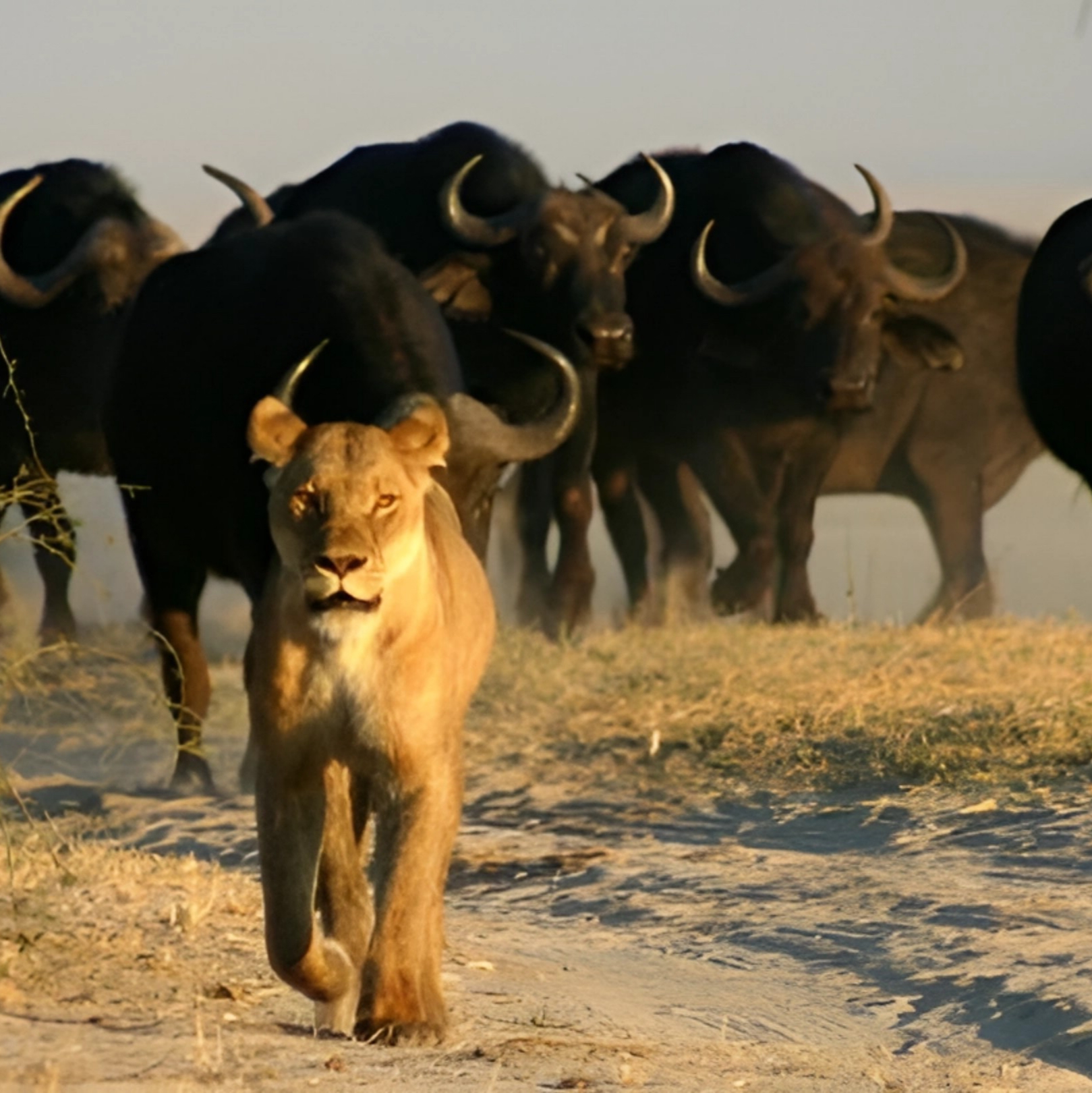 Chobe Game viewing
