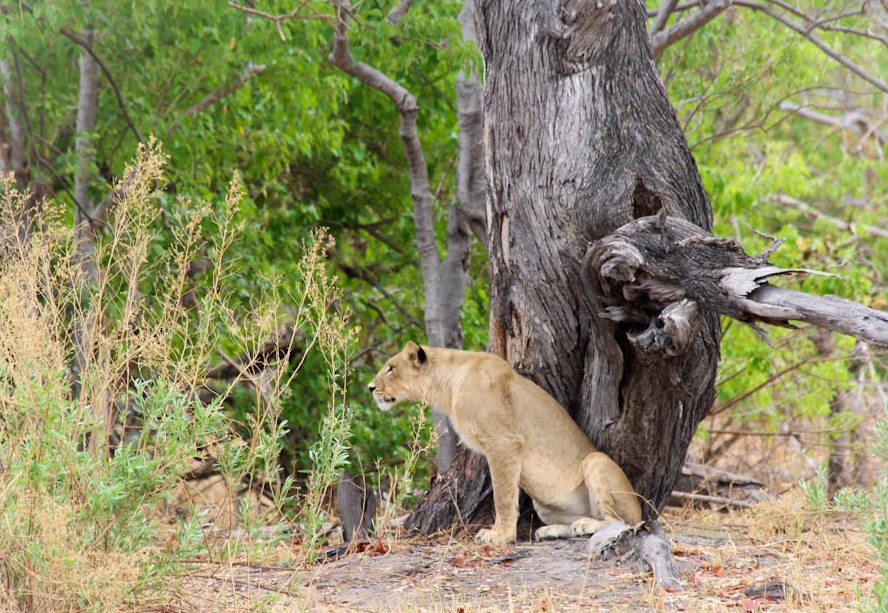 Lion moremi (2)