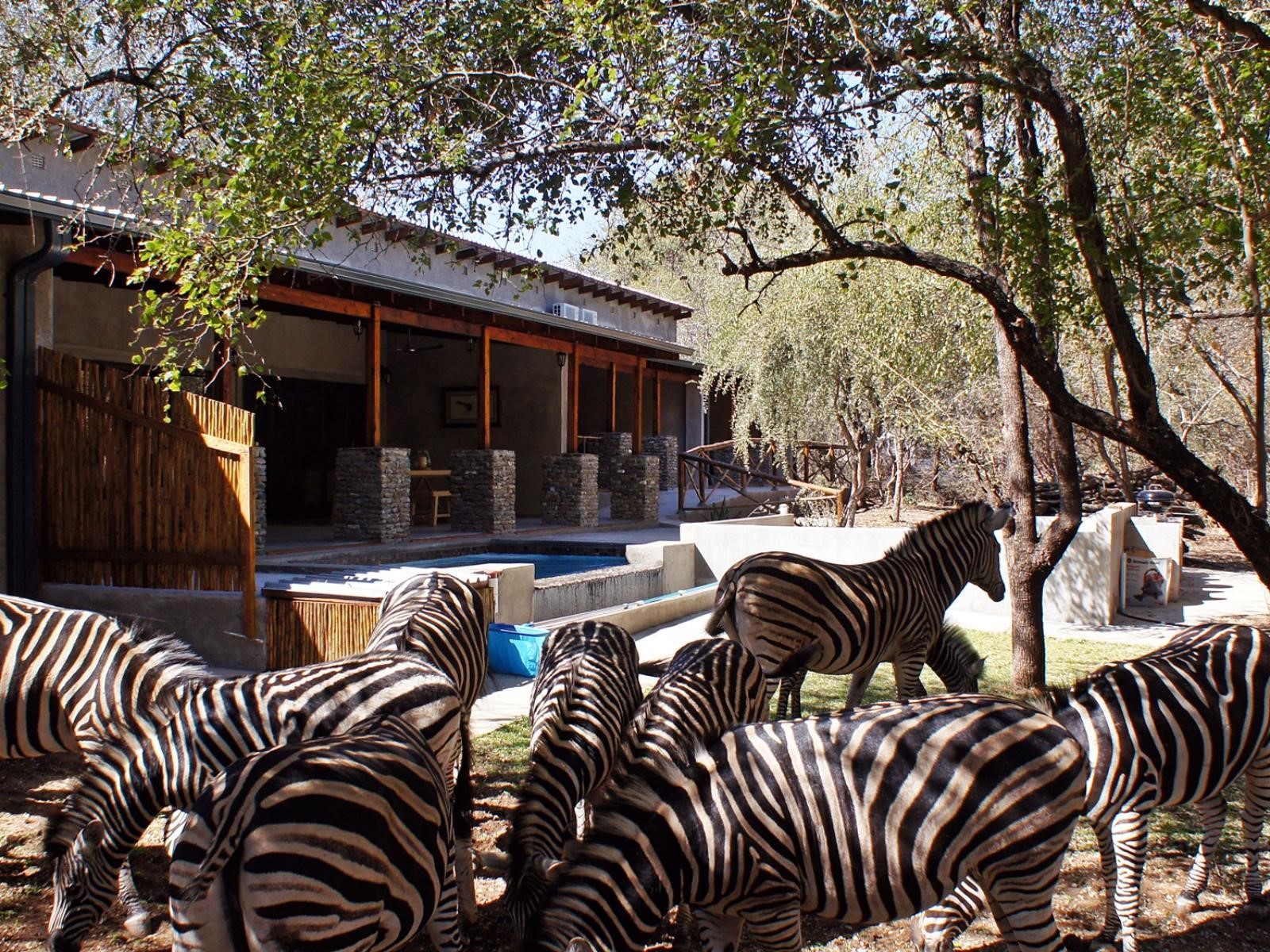 Zebra on my Stoep