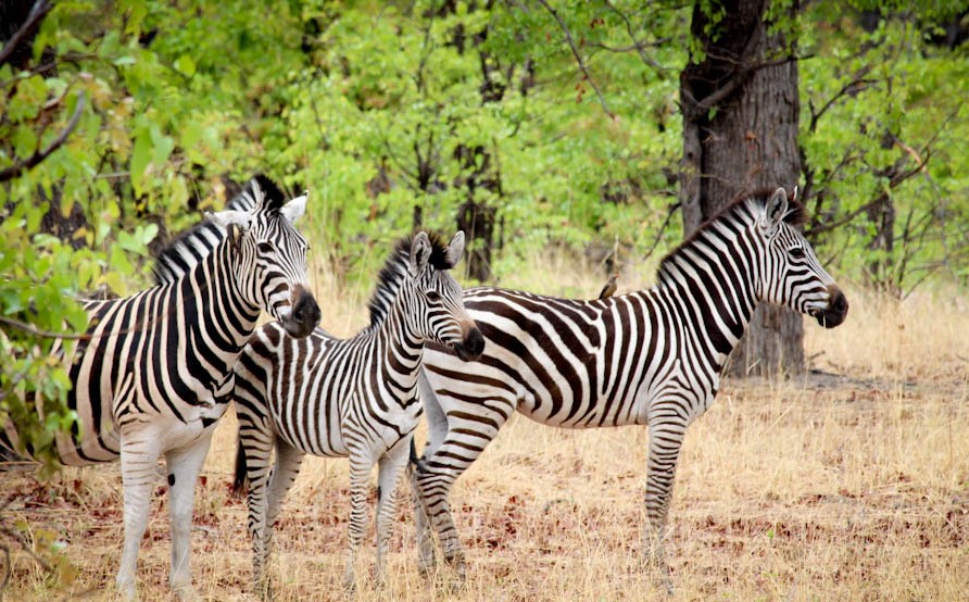Zebras moremi (2)