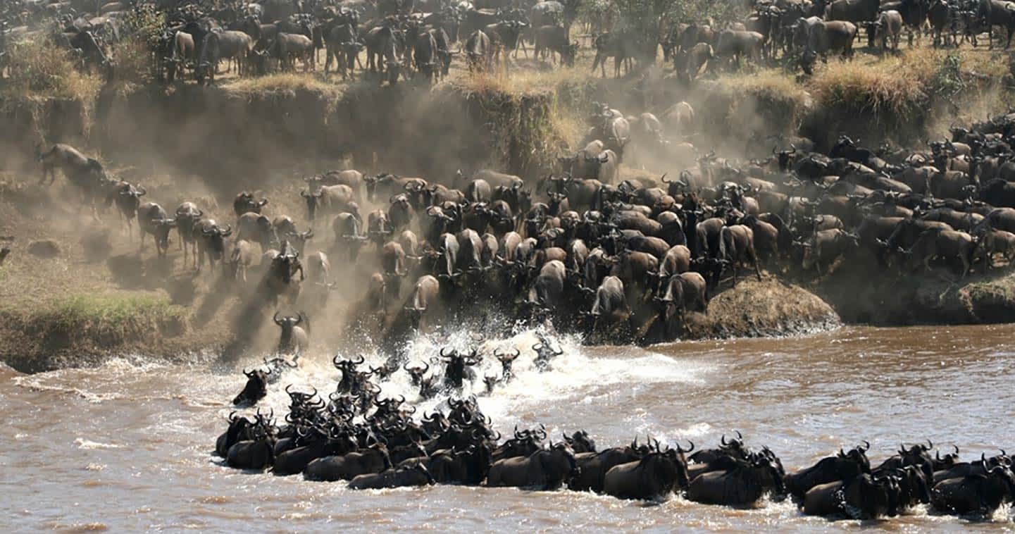 Migration river crossing