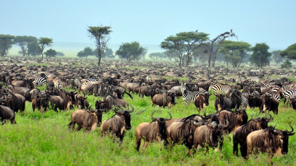 Migrations Plains