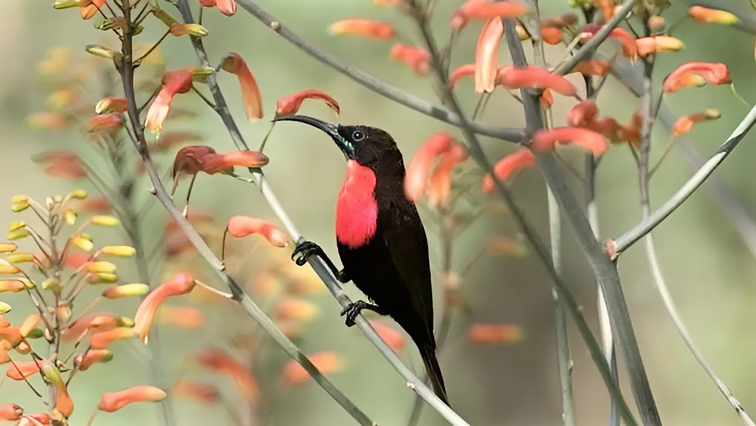Birding Kruger