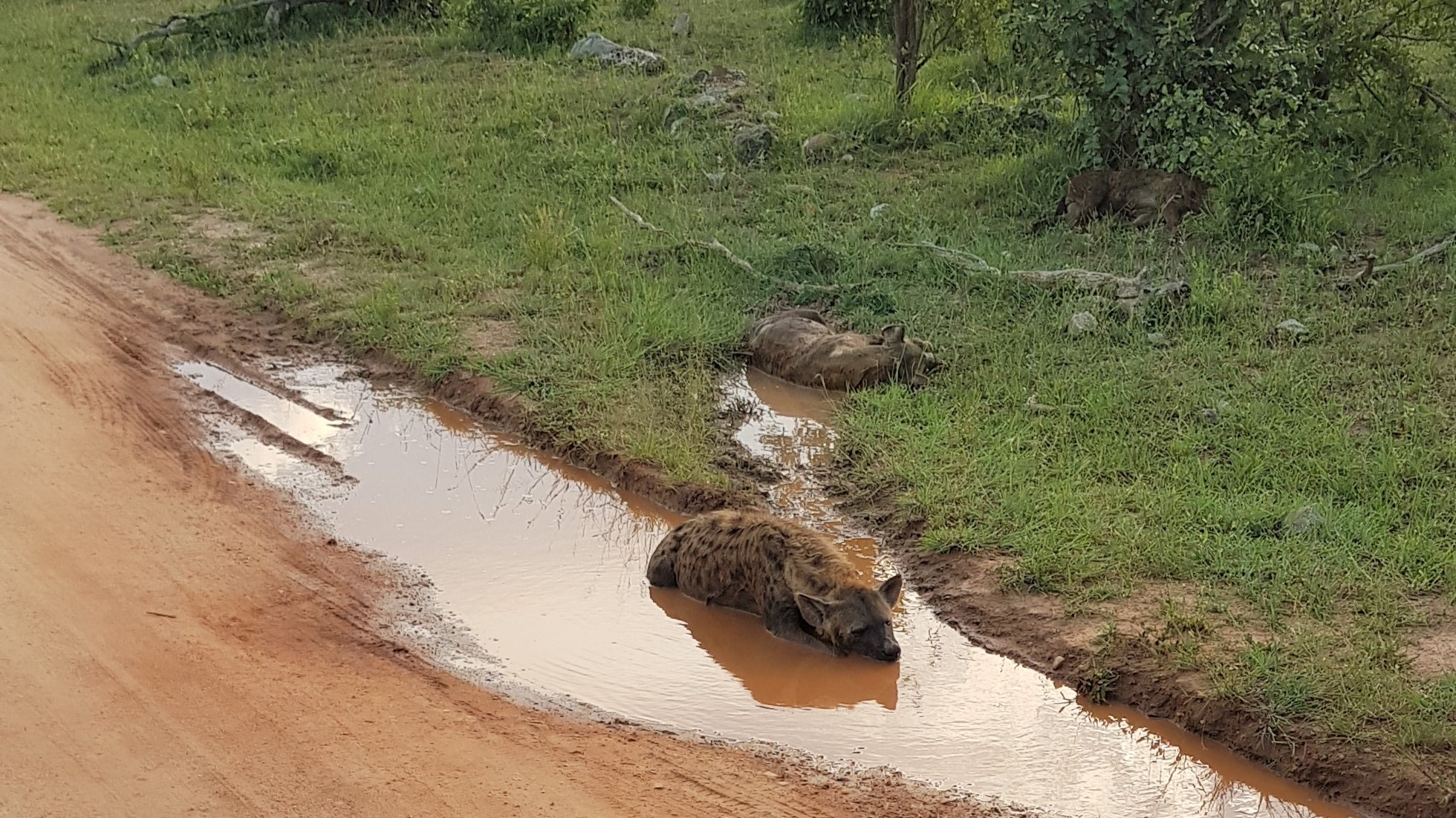 Hyena Bath
