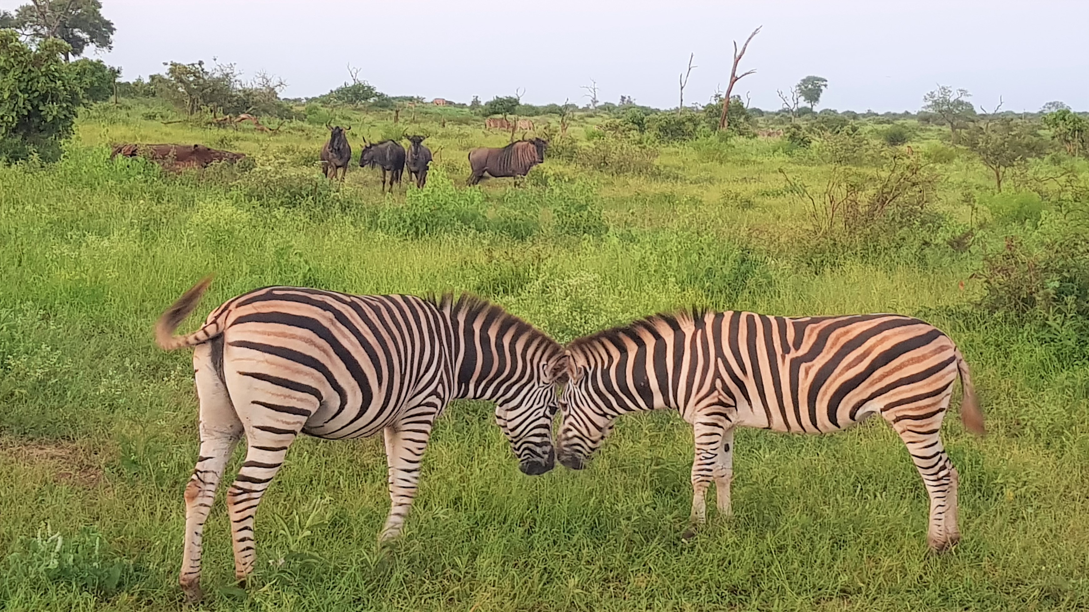 Kruger Zebra scene